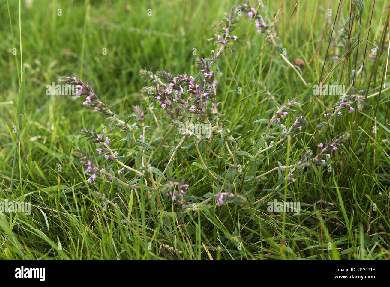 Red Bartsia, Odontites vernus, flowering plant in old pasture, Berkshire, England, United Kingdom Stock Photo