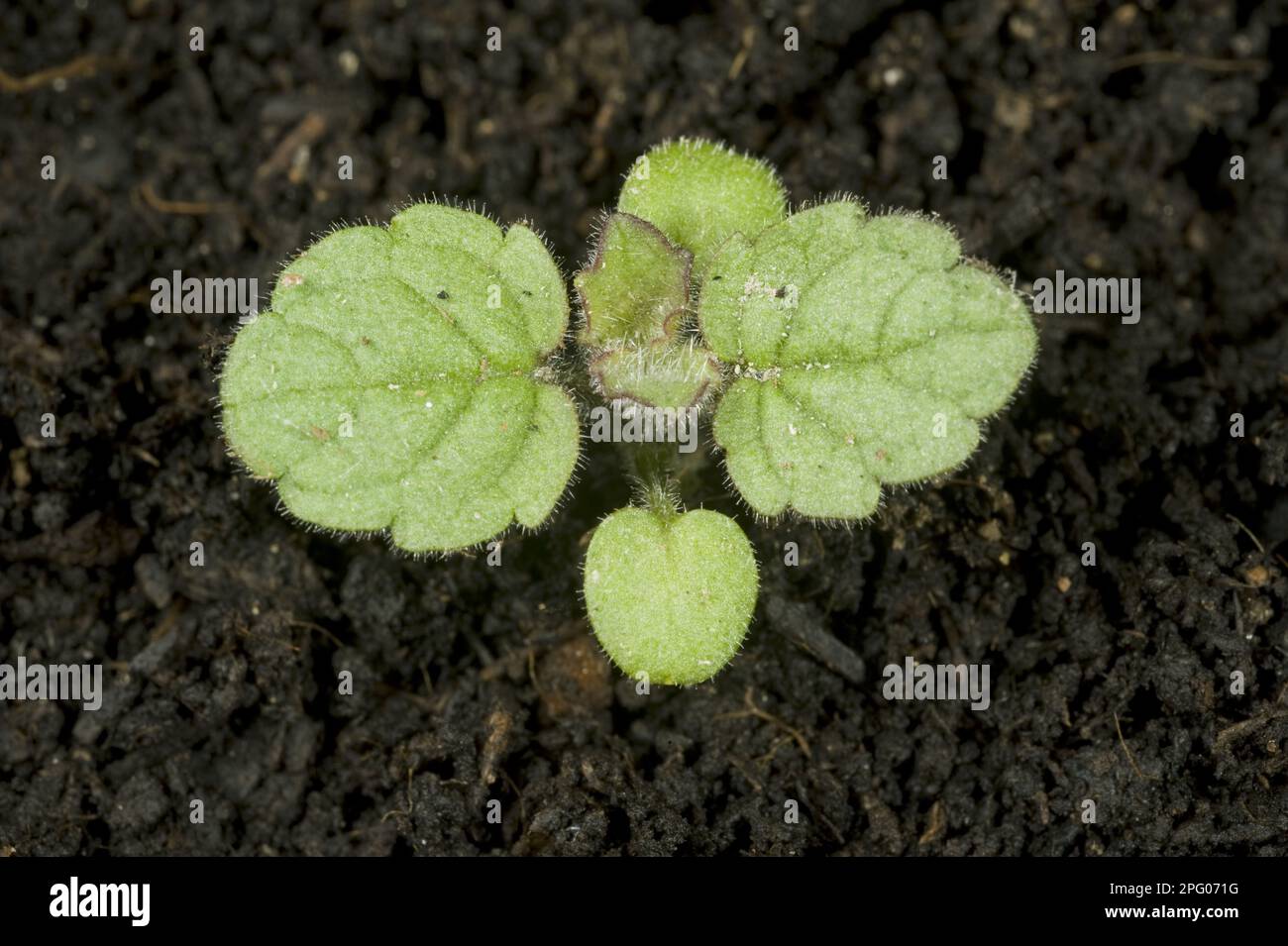 Hedge woundwort (Stachys sylvatica), seedling with two true leaves and cotyledons Stock Photo