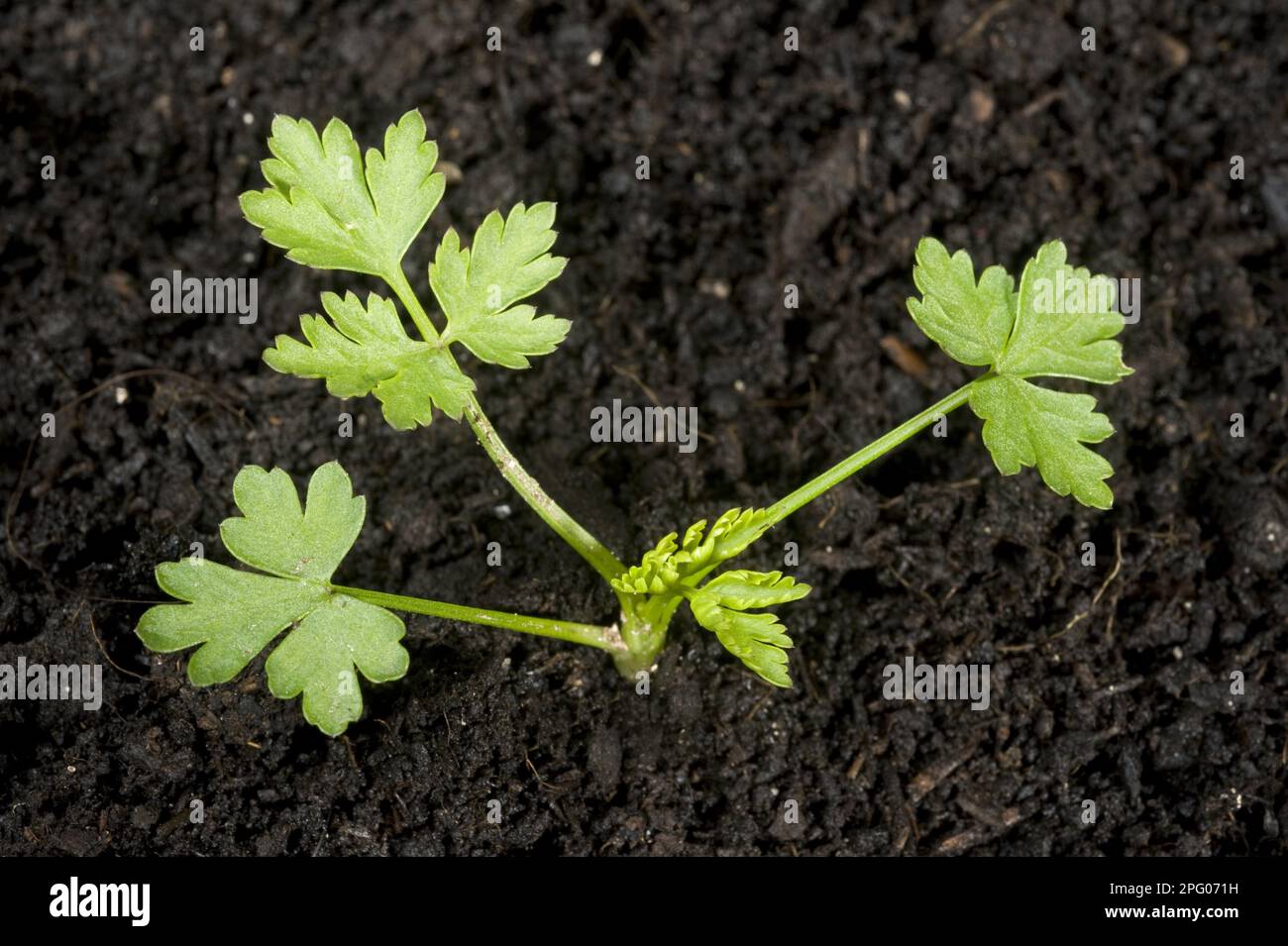 Young plant of fool's parsley (Aethusa cynapium), an annual arable and garden weed Stock Photo