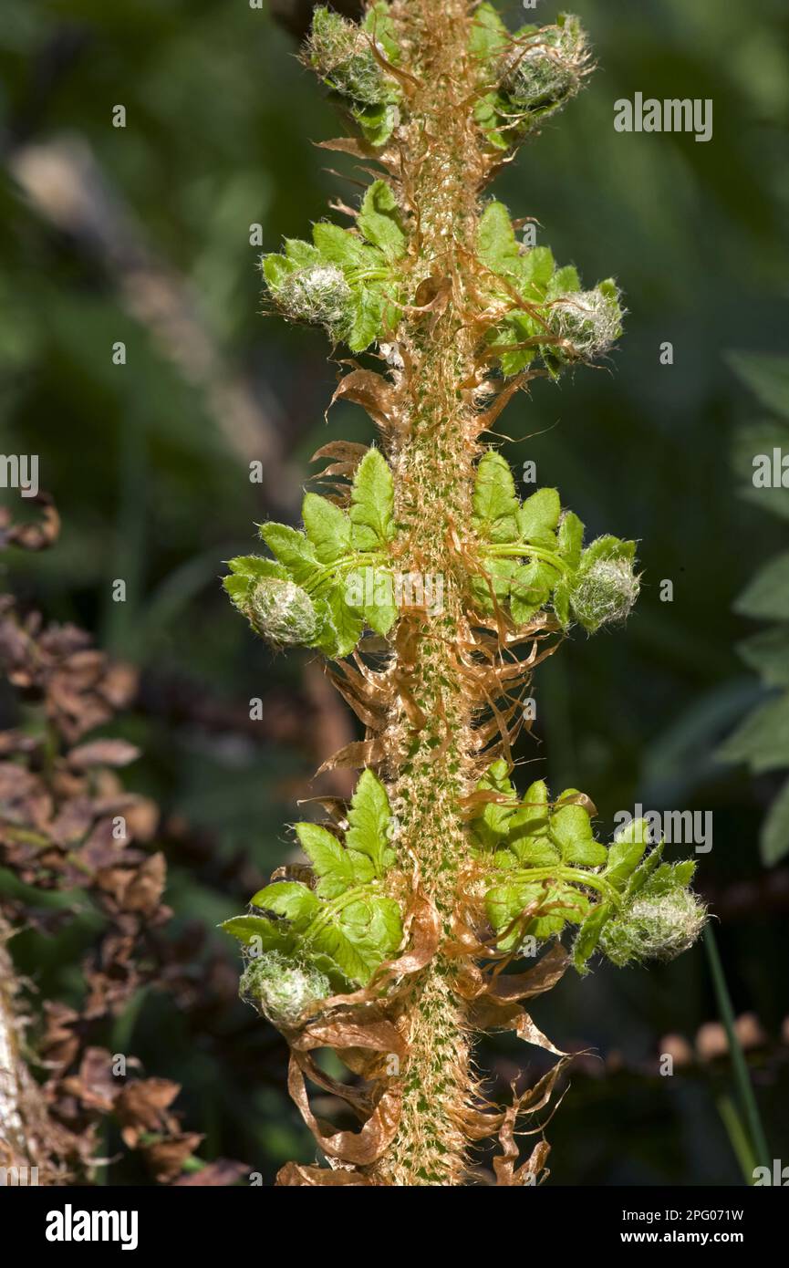 Bipinnate leaf on a male fern (Dryopteris filix-mas) plant, unfurling in spring Stock Photo