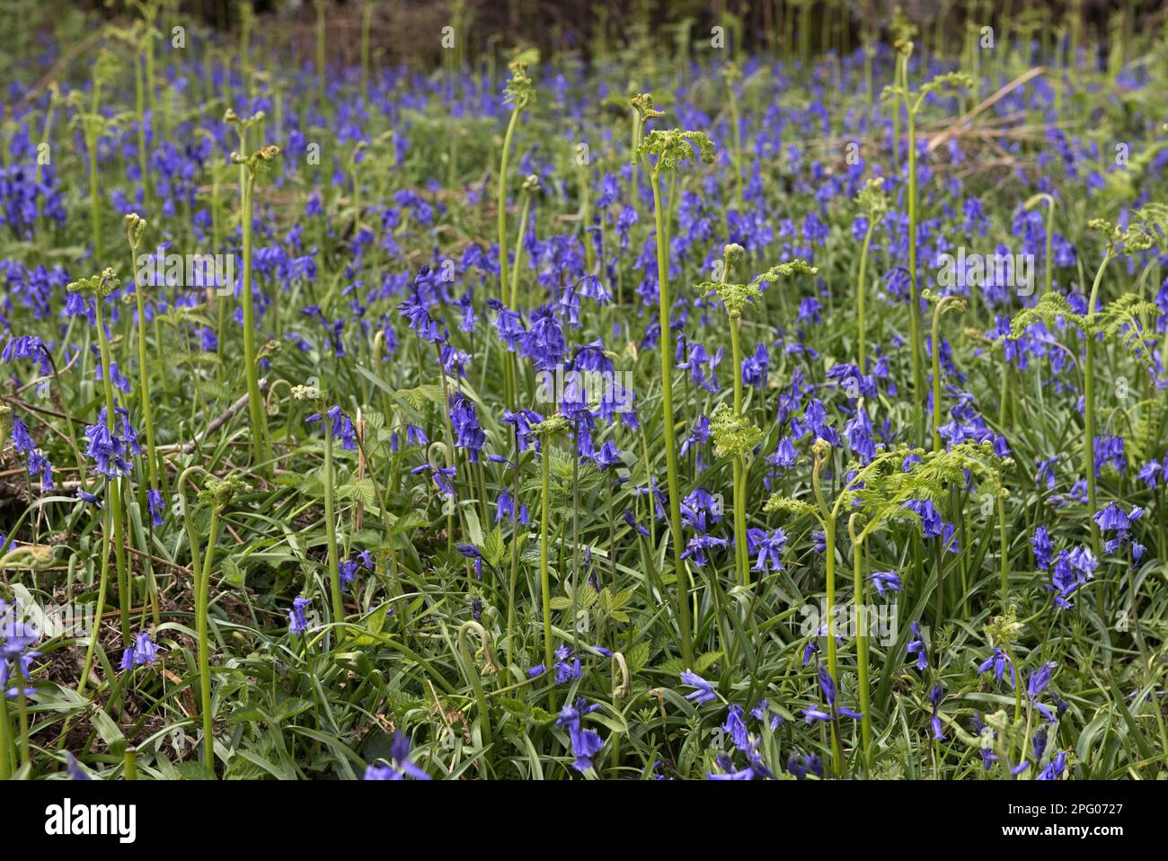 Flowering common bluebell (Hyacinthoides non-scripta) with shoots of young bracken (Pteridium aquilinum) in spring woodland, Berkshire, England Stock Photo