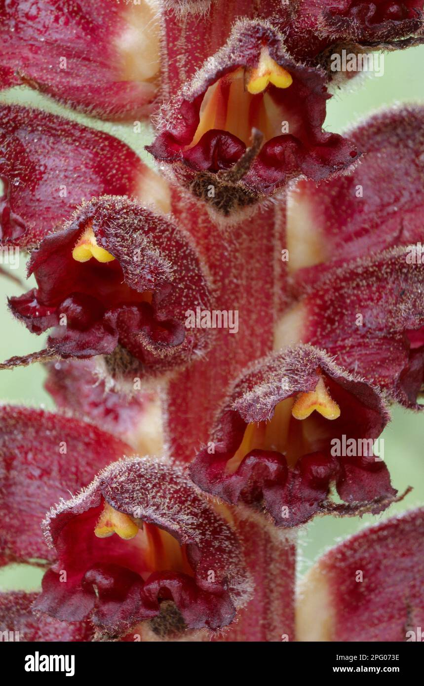 Big greater broomrape (Orobanche rapum-genistae) Close-up of flowers growing in the Mediterranean scrub, Sicily, Italy Stock Photo