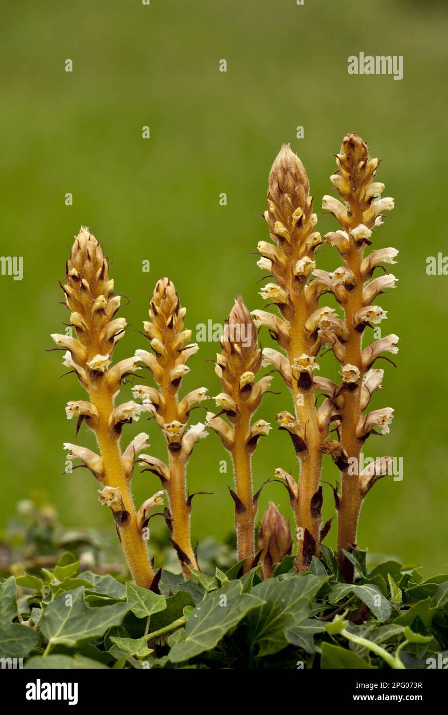 Ivy Broomrape (Orobanche hederae) flowering, parasitic on ivy, Picos de Europa, Cantabrian Mountains, Spain Stock Photo