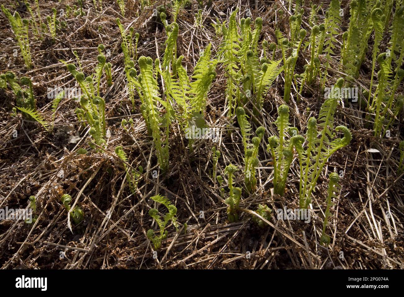 Young Bracken Fronds, Spring Stock Photo