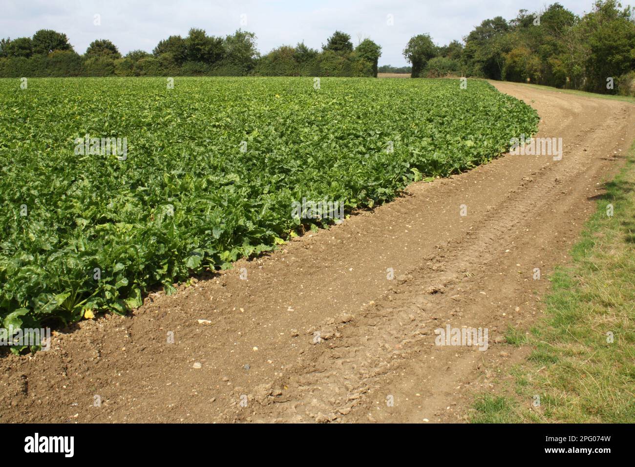 Sugar Beet (Beta vulgaris) crop, field with headland strip, Bacton, Suffolk, England, United Kingdom Stock Photo