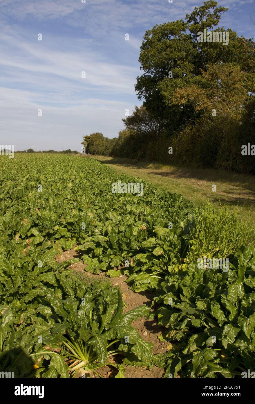 Sugar beet field with solid lateral, a crop of Beta vulgaris, is a