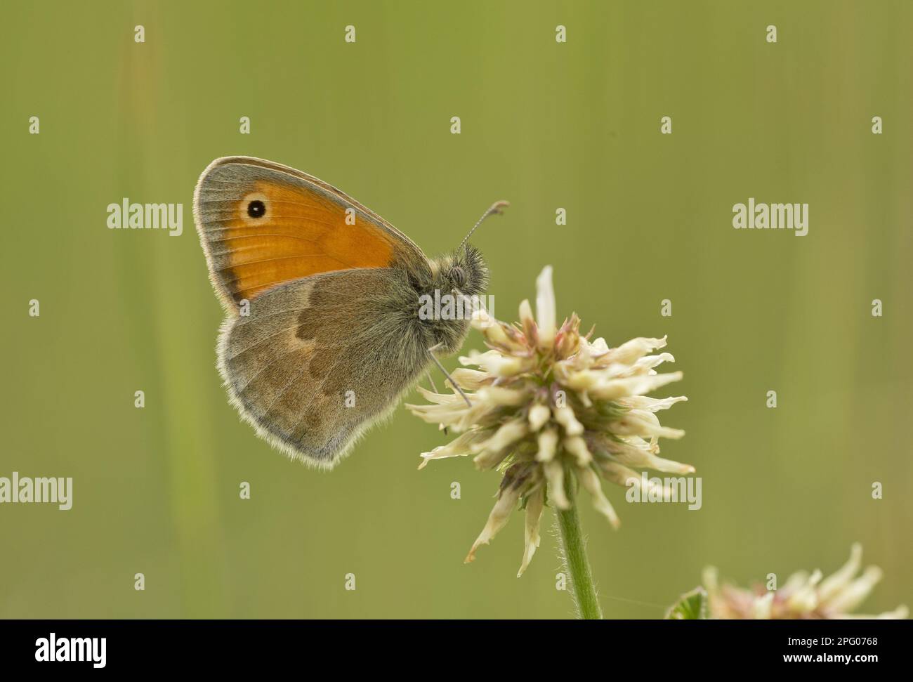 Small Heath (Coenonympha pamphilus) adult, resting on White Clover (Trifolium repens) flower, Alps, France Stock Photo