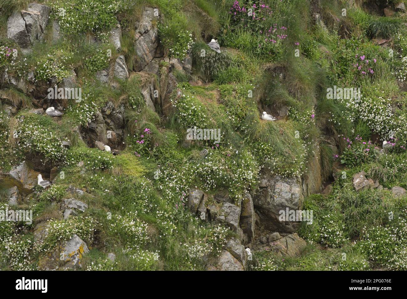 Northern Fulmar (Fulmarus glacialis) adults, group nesting on cliffs amongst Sea Campion (Silene uniflora) flowering, Yell, Shetland Islands Stock Photo