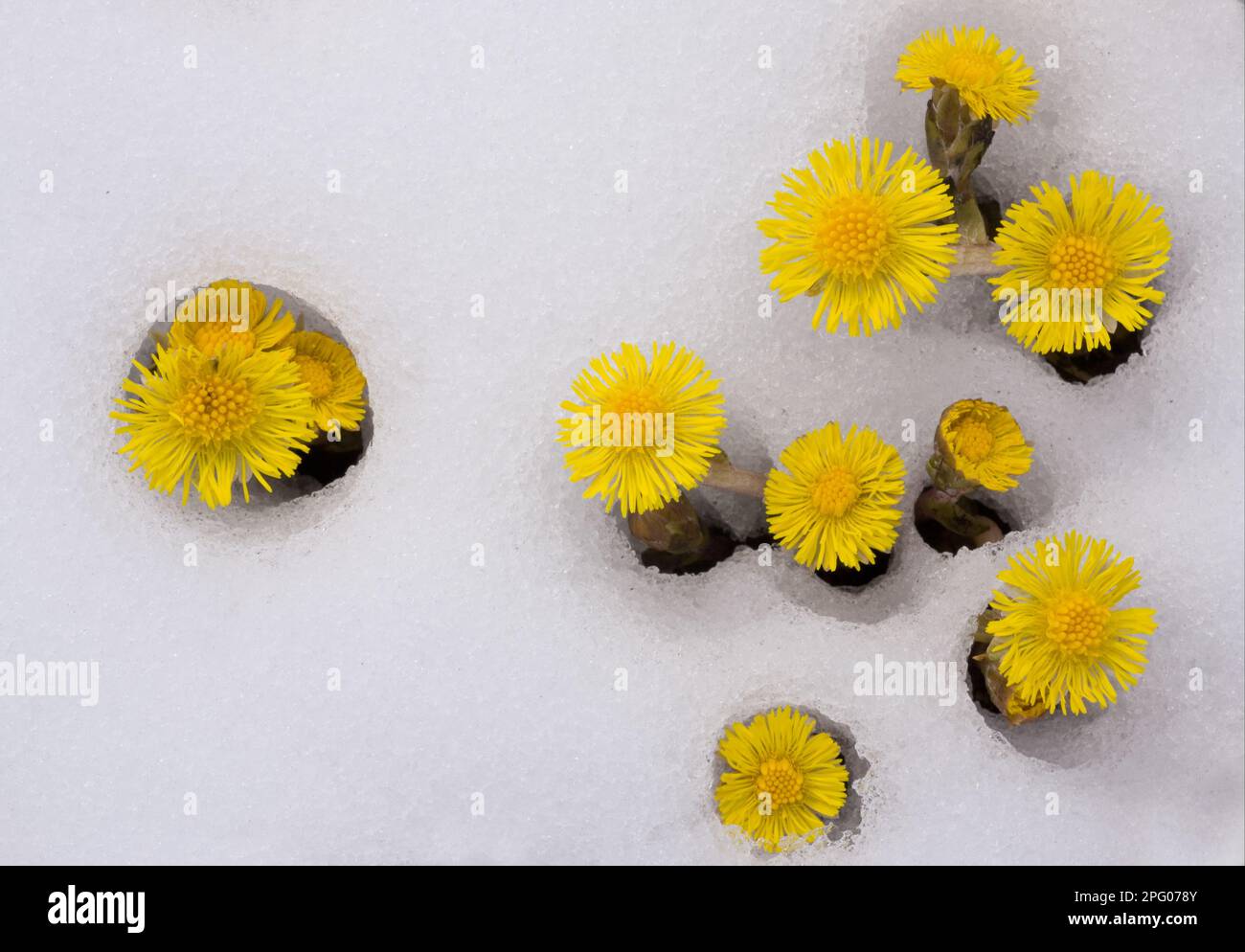 Coltsfoot (Tussilago farfara) flowering, appearing through fresh snow, Swiss Alps, Switzerland Stock Photo