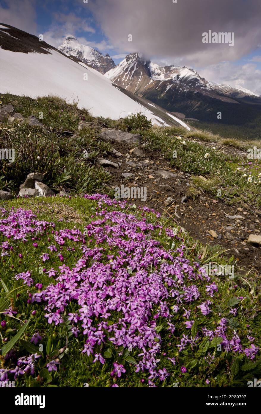 Moss Campion (Silene acaulis) flowering, in mountain habitat, Parker Ridge, Banff N. P. Rocky Mountains, Alberta, Canada Stock Photo