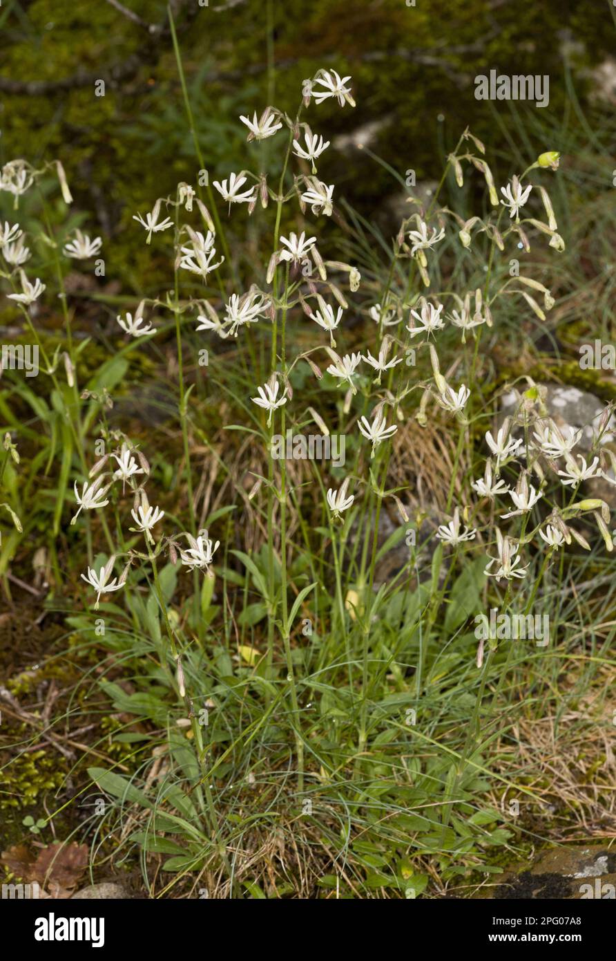 Nottingham Catchfly (Silene nutans) flowering, Spanish Pyrenees, Spain Stock Photo