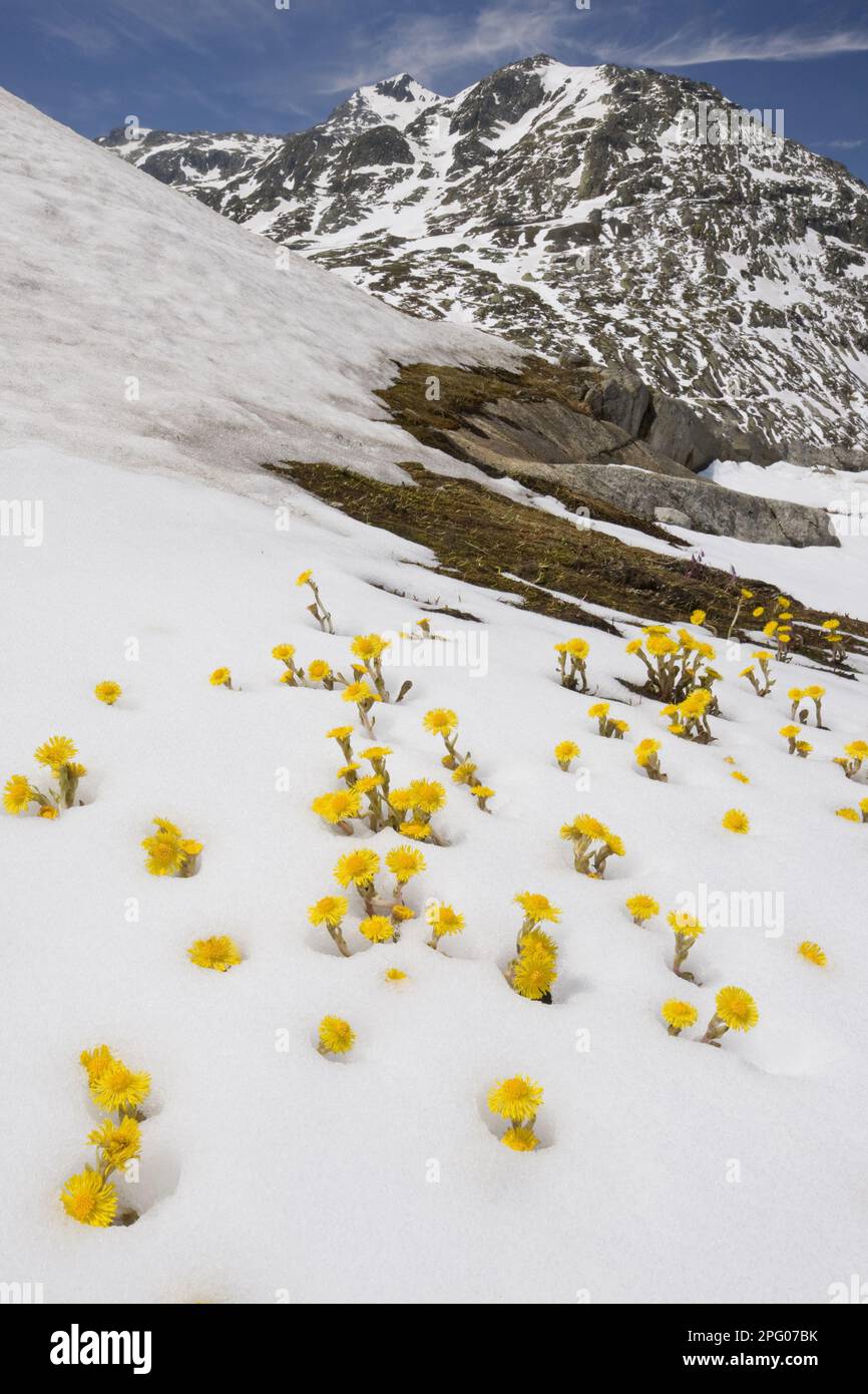 Coltsfoot (Tussilago farfara) flowering, mass appearing through fresh snow in mountain habitat, Swiss Alps, Switzerland Stock Photo