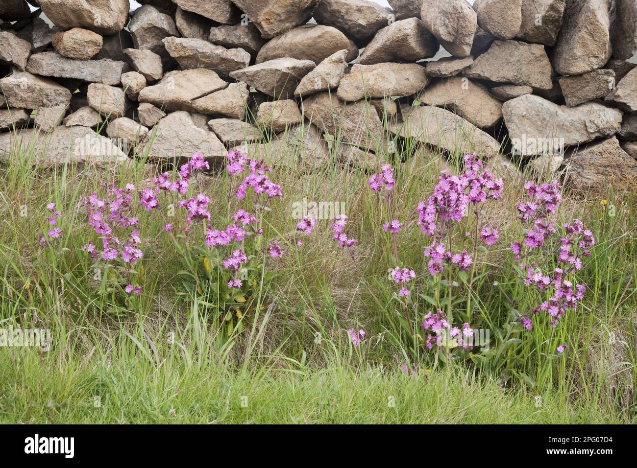 Red campion (Silene dioica), Red Evening Primrose, Red Forest Pink, Day Pink, Pink family, Red Campion flowering, growing on roadside beside drystone Stock Photo