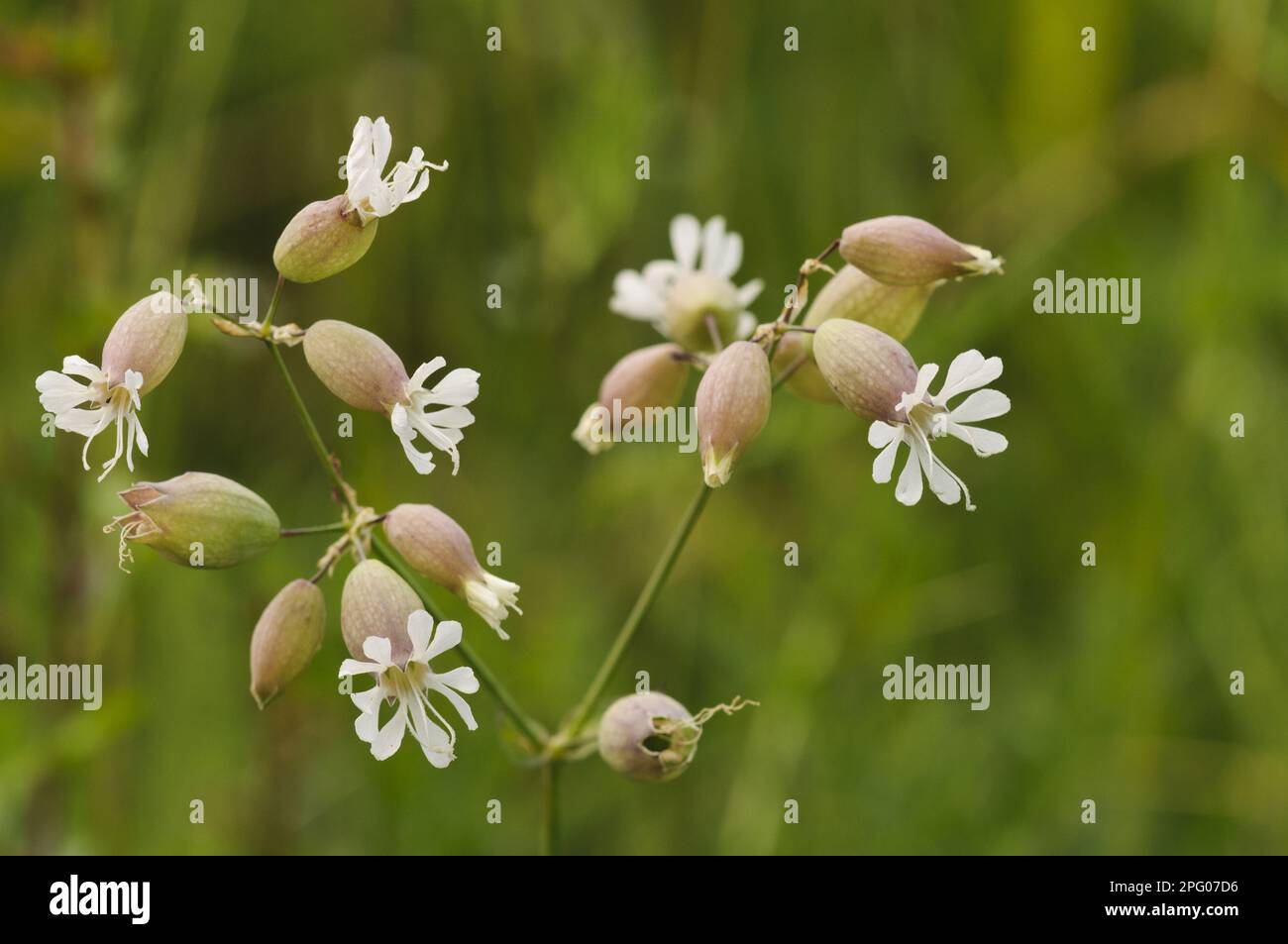 Bladder Campion (Silene vulgaris) close-up of flowers with inflated calices, Ivinghoe Beacon, Chiltern Hills, Buckinghamshire, England, United Kingdom Stock Photo