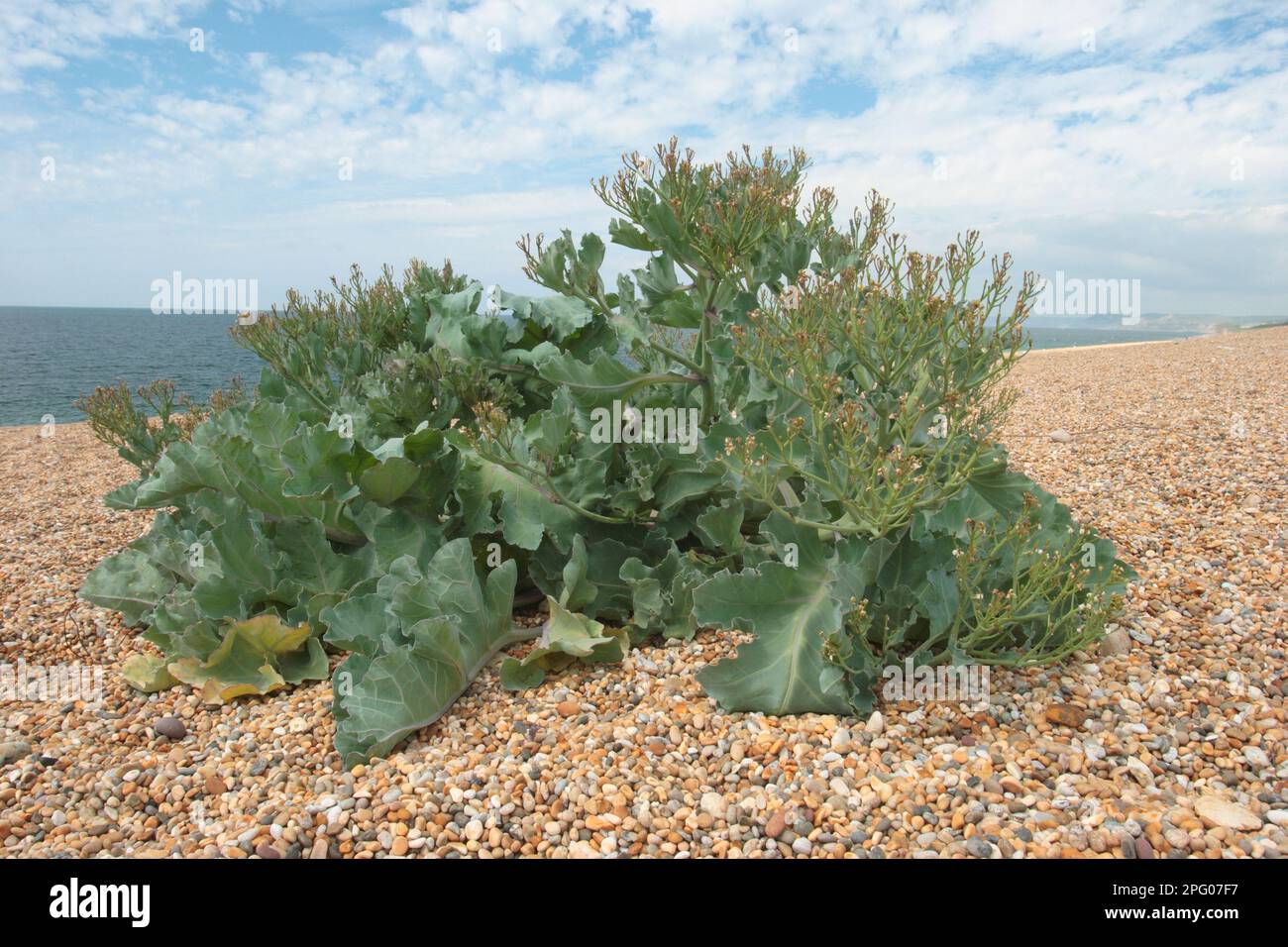 Sea kale (Crambe maritima) growing on a shingle beach, Chesil Beach, Dorset, England, United Kingdom Stock Photo