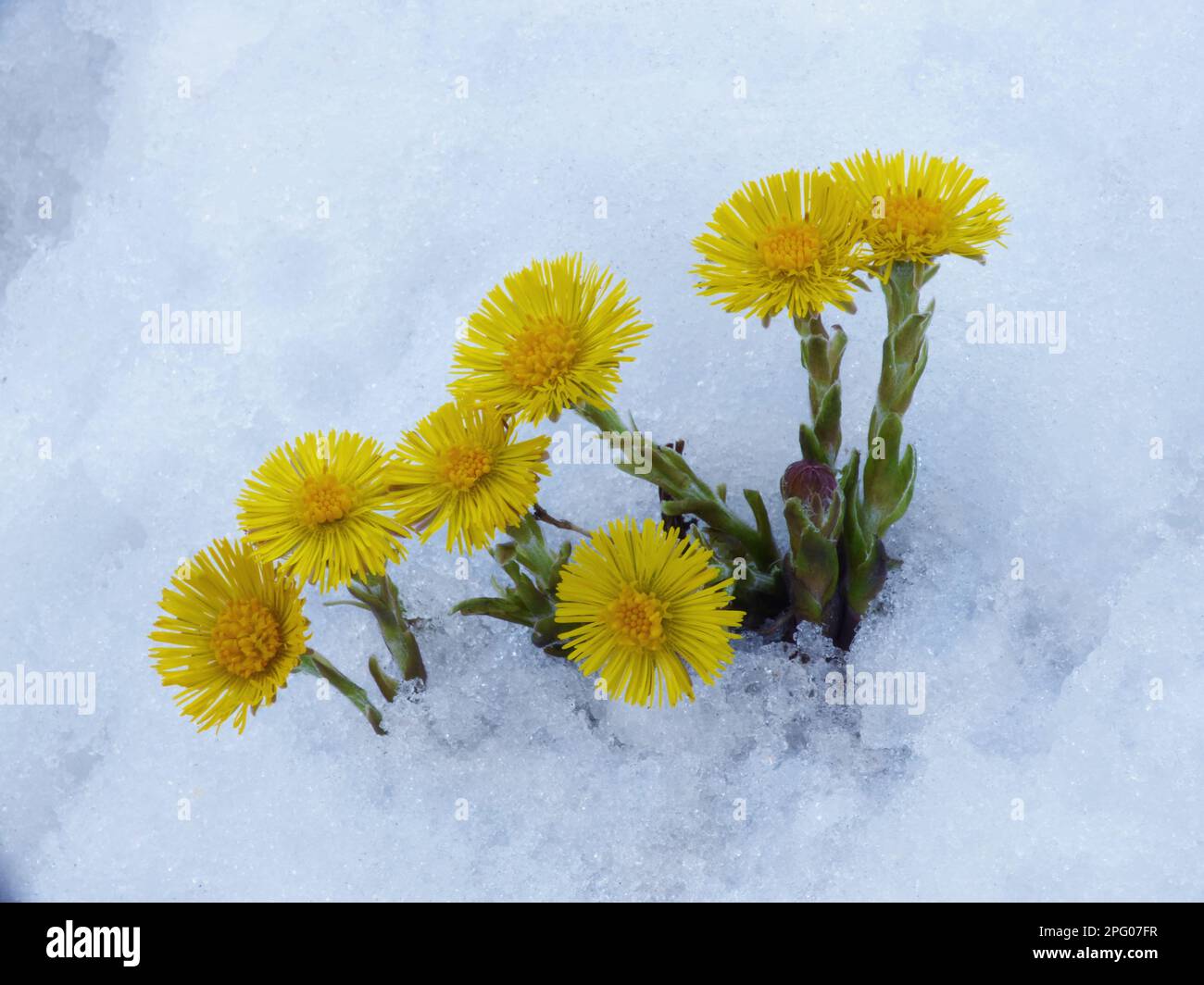 Flowering coltsfoot (Tussilago farfara), emerging through fresh snow, Cannobina Valley, Italian Alps, Piedmont, Italy Stock Photo