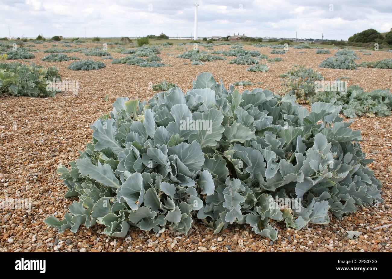 Sea Kale (Crambe maritima) growing on shingle habitat, Landguard Peninsula, Felixstowe, Suffolk, England, United Kingdom Stock Photo