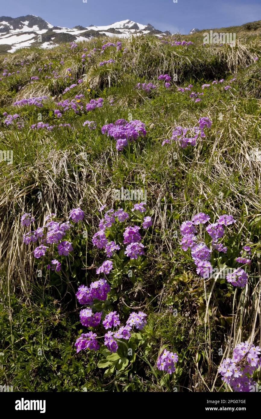 Birdseye Primrose (Primula farinosa) flowering, mass growing in mountain habitat, Swiss Alps, Switzerland Stock Photo