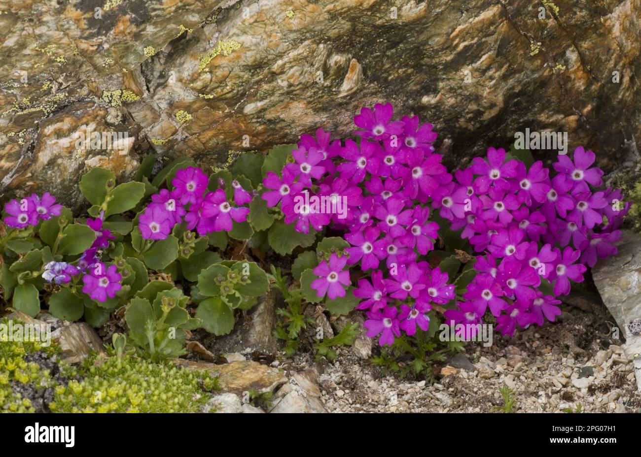 Hairy Primrose (Primula hirsuta) flowering, growing at 3000m ...