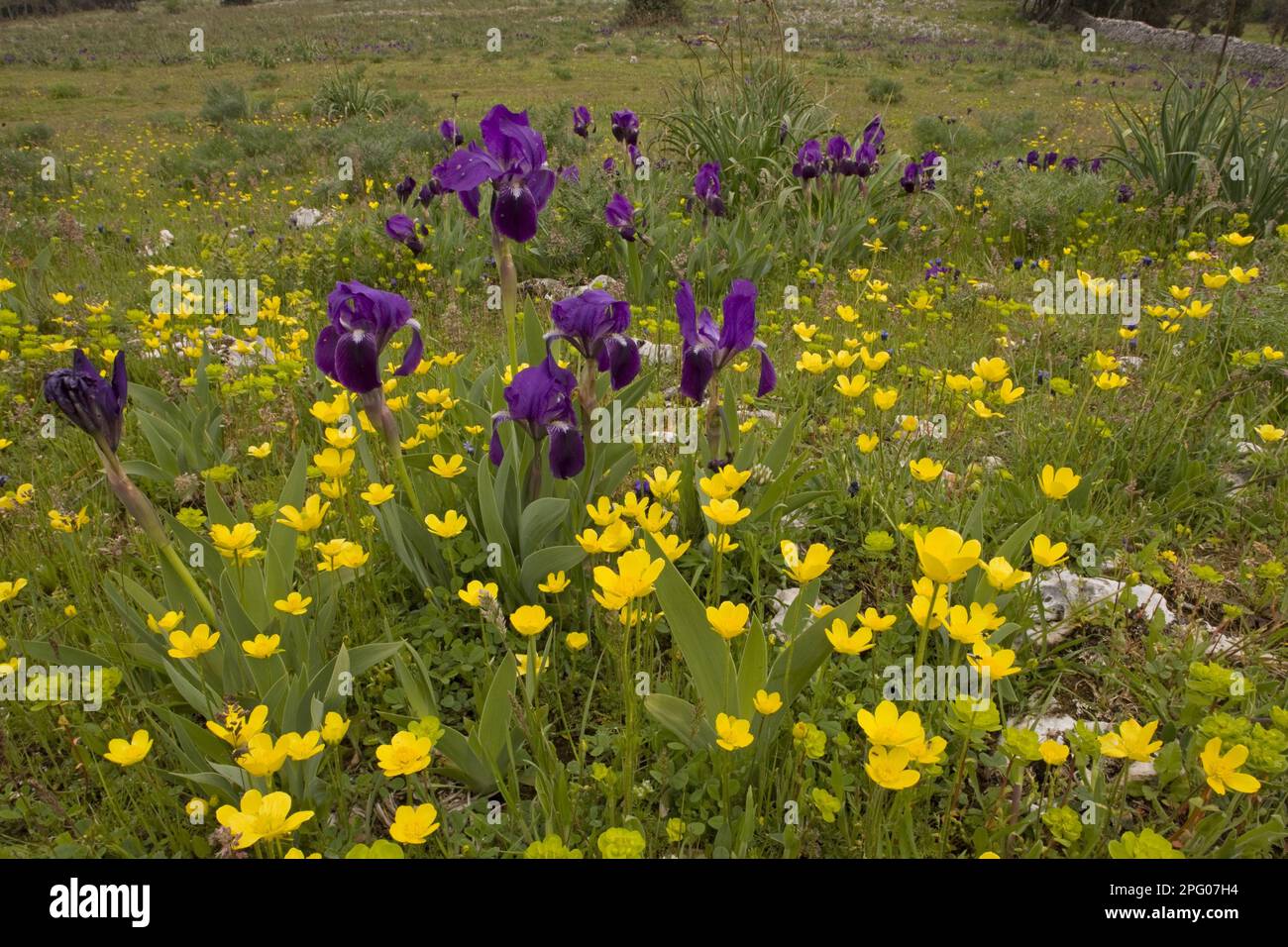Purple form of the crimean iris (Iris lutescens), with Ranunculus millefoliatus in stony field habitat, Gargano peninsula, Apulia, Italy Stock Photo