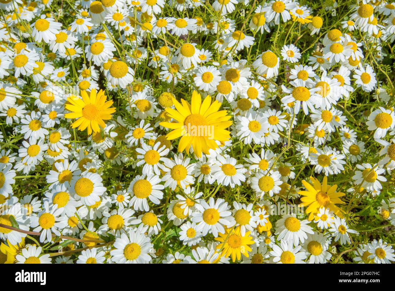 Corn Marigold (Chrysanthemum segetum) and Oxeye Daisy (Leucanthemum