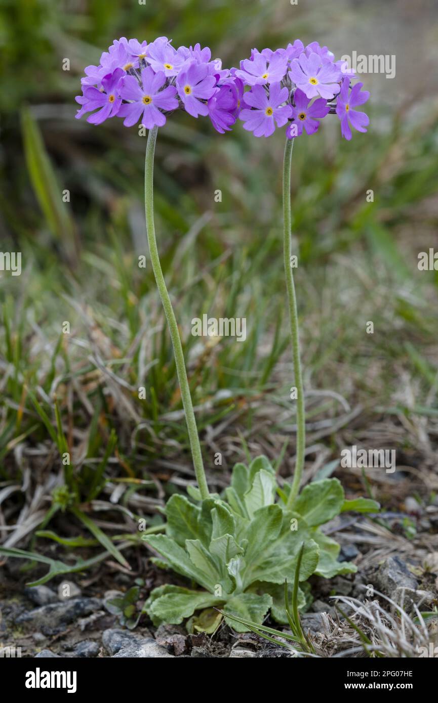 Mealy Primrose (Primula farinosa), Cowslip, Primrose, Primrose family, Birdseye Primrose flowering, growing in disused limestone quarry, Ribblehead Stock Photo