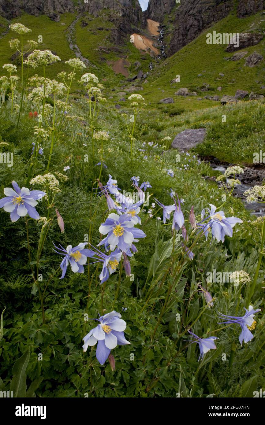 Colorado Blue Columbine (Aquilegia coerulea) flowering, in habitat, Ice Lake Basin, near Silverton, San Juan Mountains, Colorado (U.) S. A Stock Photo