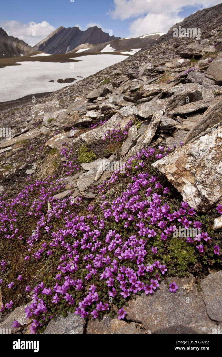 Purple Saxifrage (Saxifraga oppositifolia) flowering mass, growing in mountain habitat, Col Agnel, Queyras, French Alps, France Stock Photo