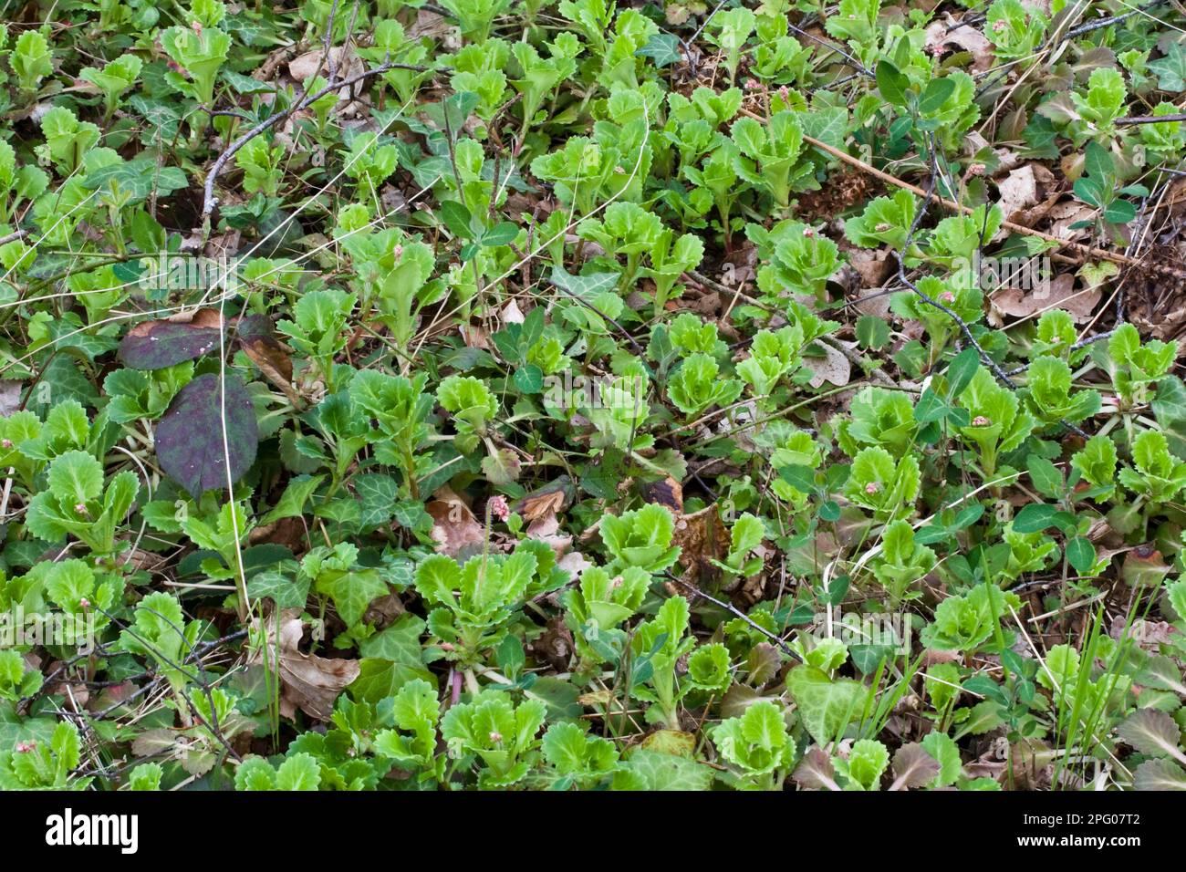 Porcelain flower, hybrid, Saxifrage Saxifrage (Saxifraga x urbium) escaped garden cultivar, naturalised in woodland, Moreton, Dorset, England, United Stock Photo