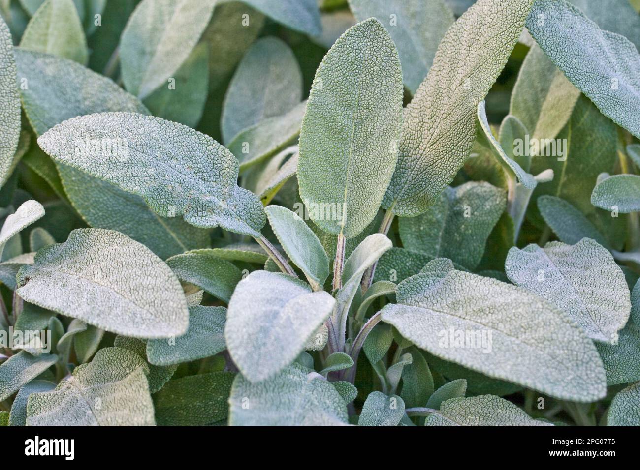 Common sage (Salvia officinalis), garden sage, kitchen sage, medicinal sage, labiates, Common
