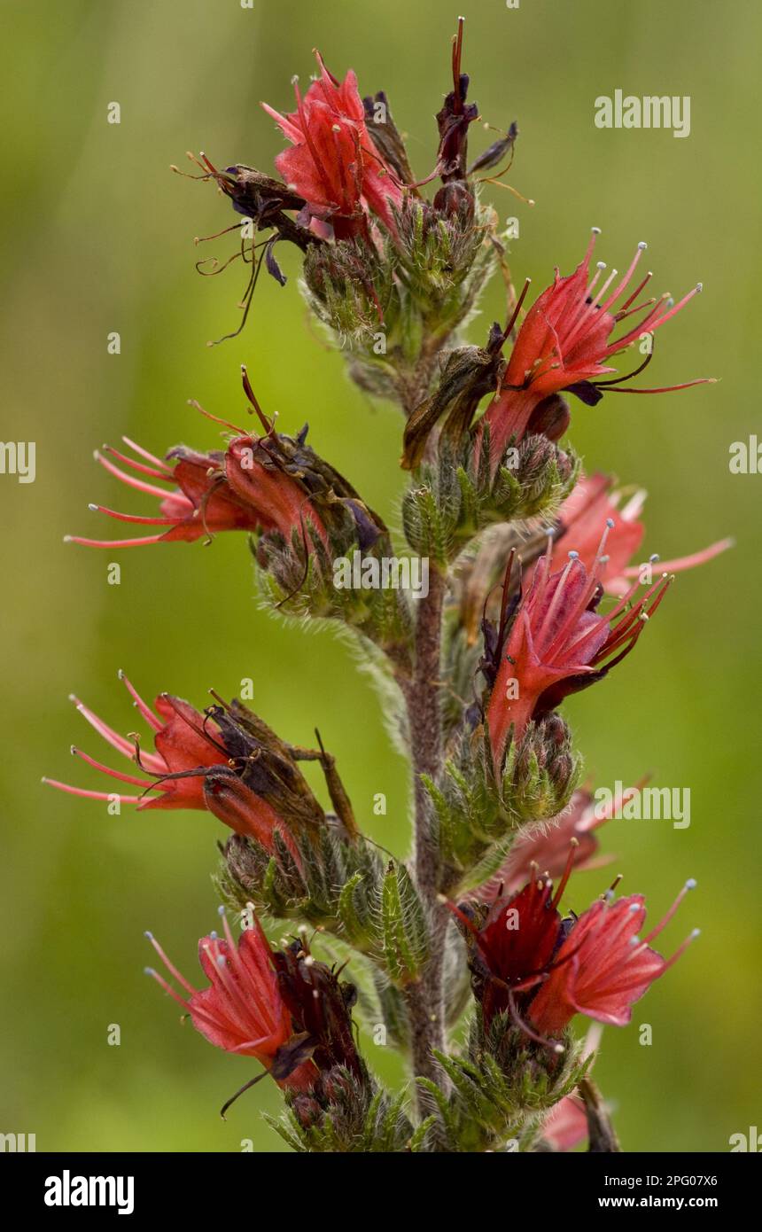 Adder bud flowers (Echium russicum) Close-up of flowers, near Viscri, Transylvania, Romania Stock Photo
