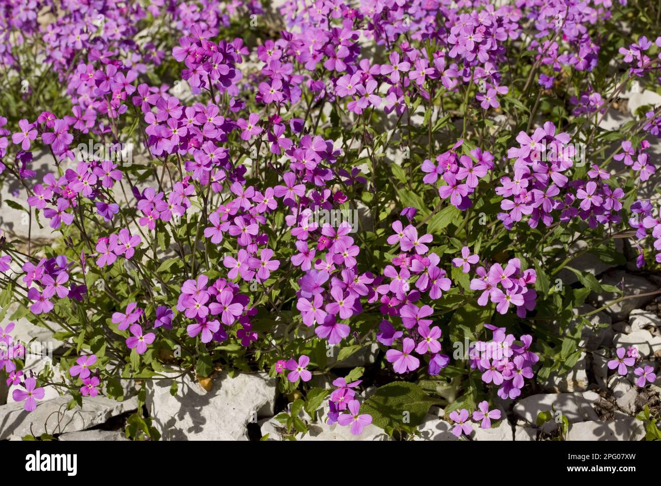 Greek annual (Malcolmia angulifolia) in flower, Vikos Gorge, Epirus, Greece, Spring Stock Photo