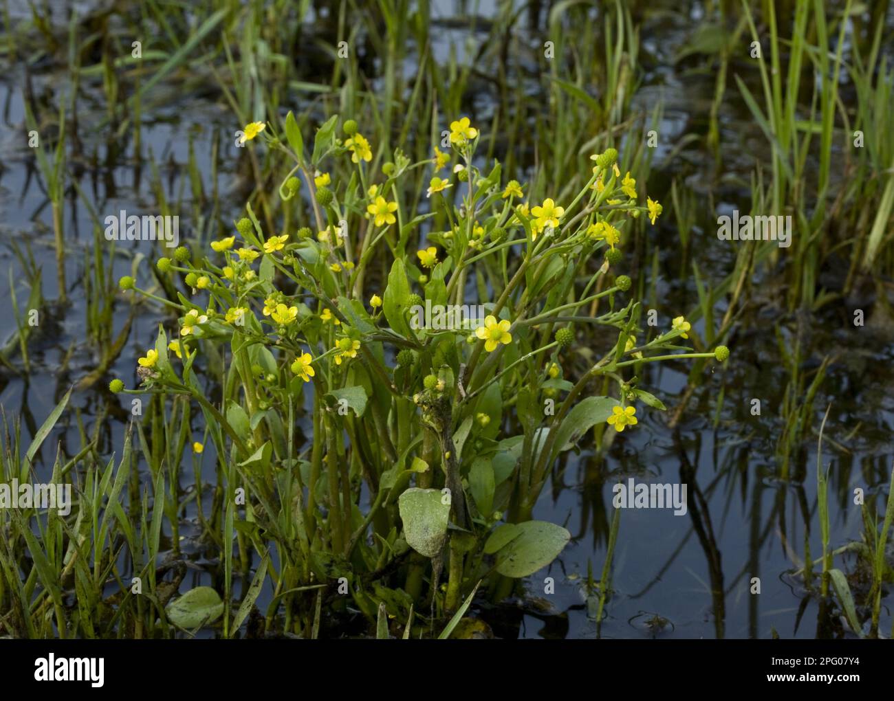 Adder's tongue spearwort (Ranunculus ophioglossifolius) flowers, in freshwater wetland, Corsica, France Stock Photo