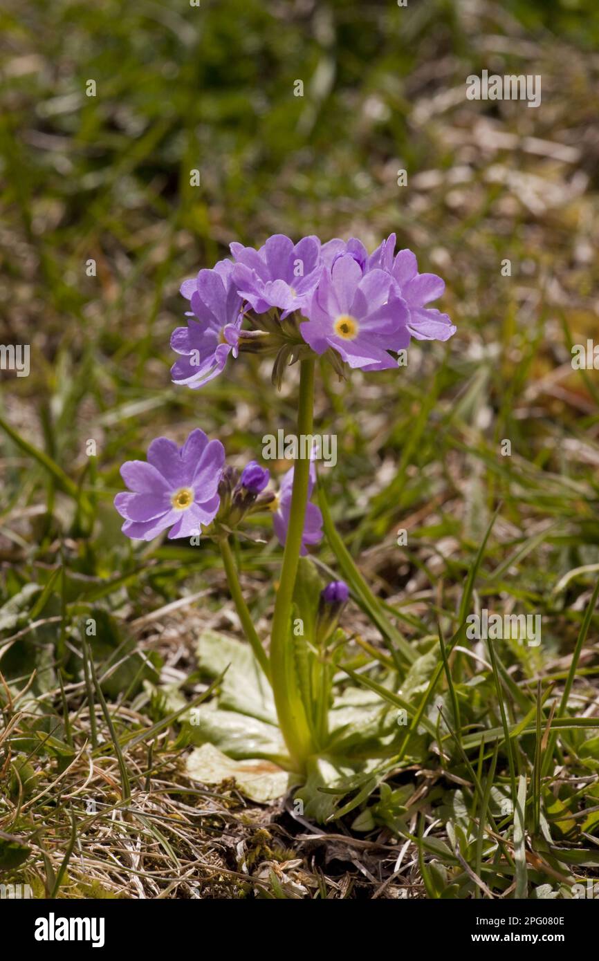Chilly Primula (Primula algida) flowers, Greater Caucasus, Georgia, Spring Stock Photo