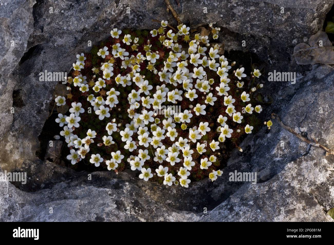 Irish Saxifrage (Saxifraga rosacea) flowering, growing in hollow on coastal limestone pavement, Poulsallagh, The Burren, County Clare, Ireland Stock Photo