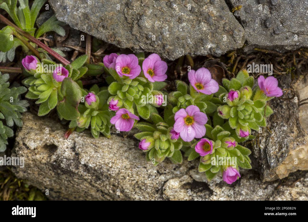 Alpine Rock-jasmine (Androsace alpina) flowering, growing on high acidic scree, Swiss Alps, Switzerland Stock Photo
