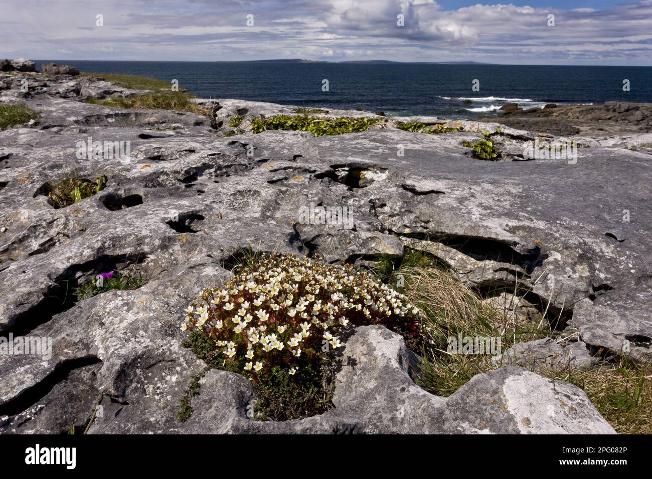 Irish Saxifrage (Saxifraga rosacea) flowering, growing on coastal limestone pavement habitat, Poulsallagh, The Burren, County Clare, Ireland Stock Photo