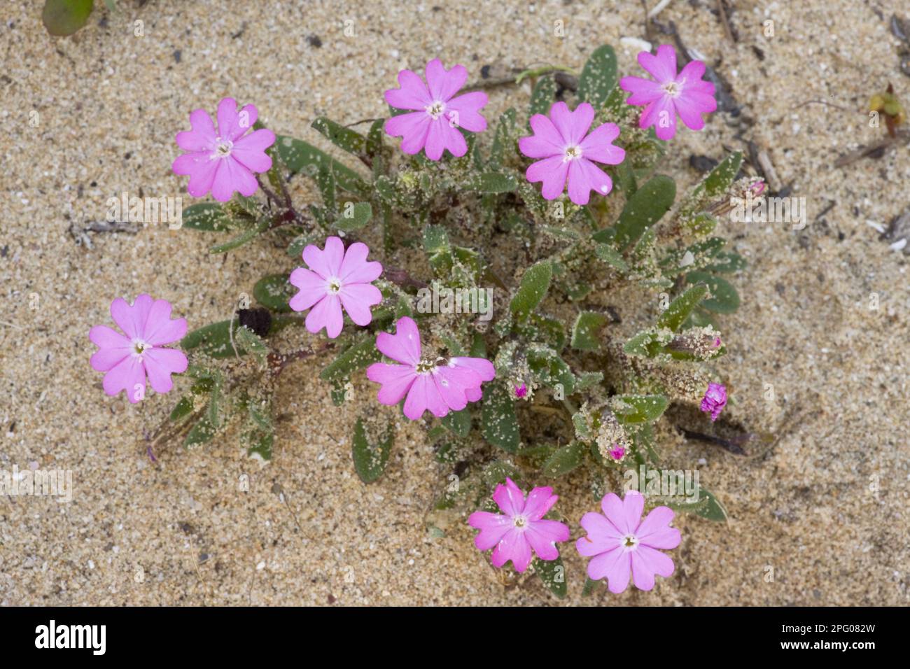 Shore Campion, Coastal Campion, Coastal Light Pink, Shore Campion (Silene littorea) flowering, growing on sand dunes, Algarve, Portugal Stock Photo