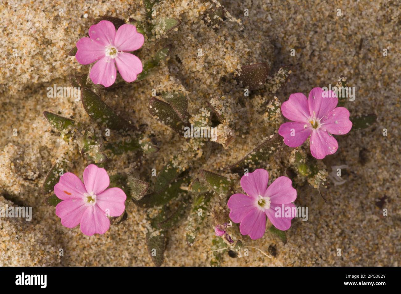 Shore Campion, Coastal Campion, Coastal Light Pink, Shore Campion (Silene littorea) flowering, growing on sand dunes, Algarve, Portugal Stock Photo