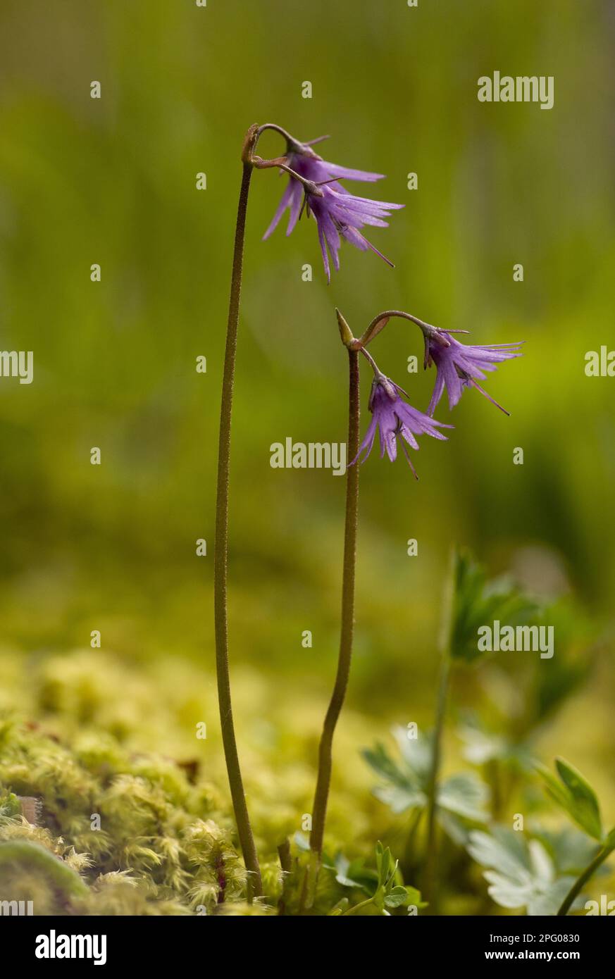 Mountain Snowbell (Soldanella montana) flowering, Rila Mountains, Bulgaria Stock Photo