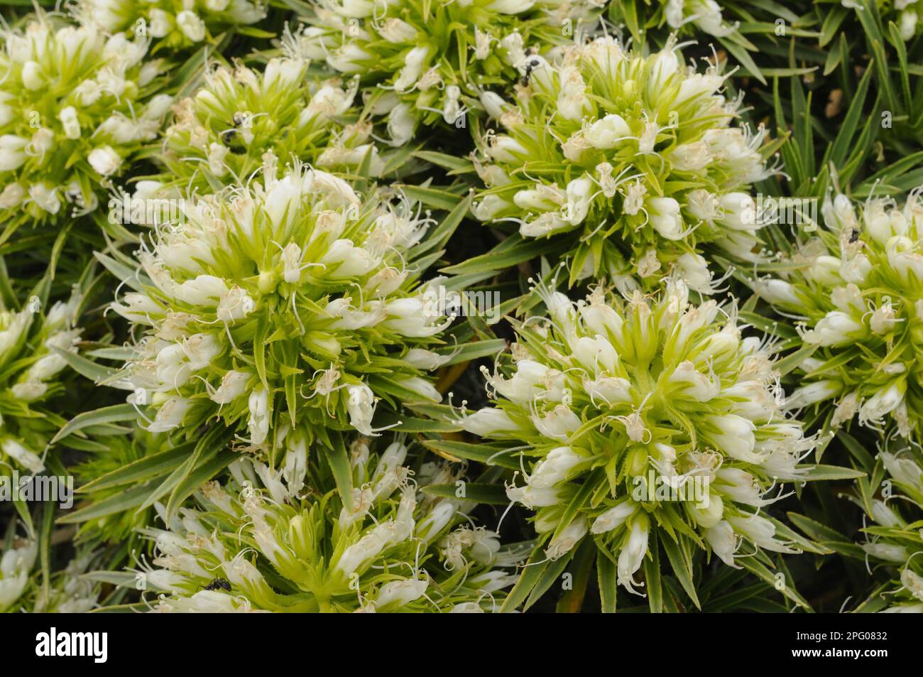 Viper's bugloss, Echium (Echium leucophaeum) close-up of Tenerife, Canary Islands Stock Photo