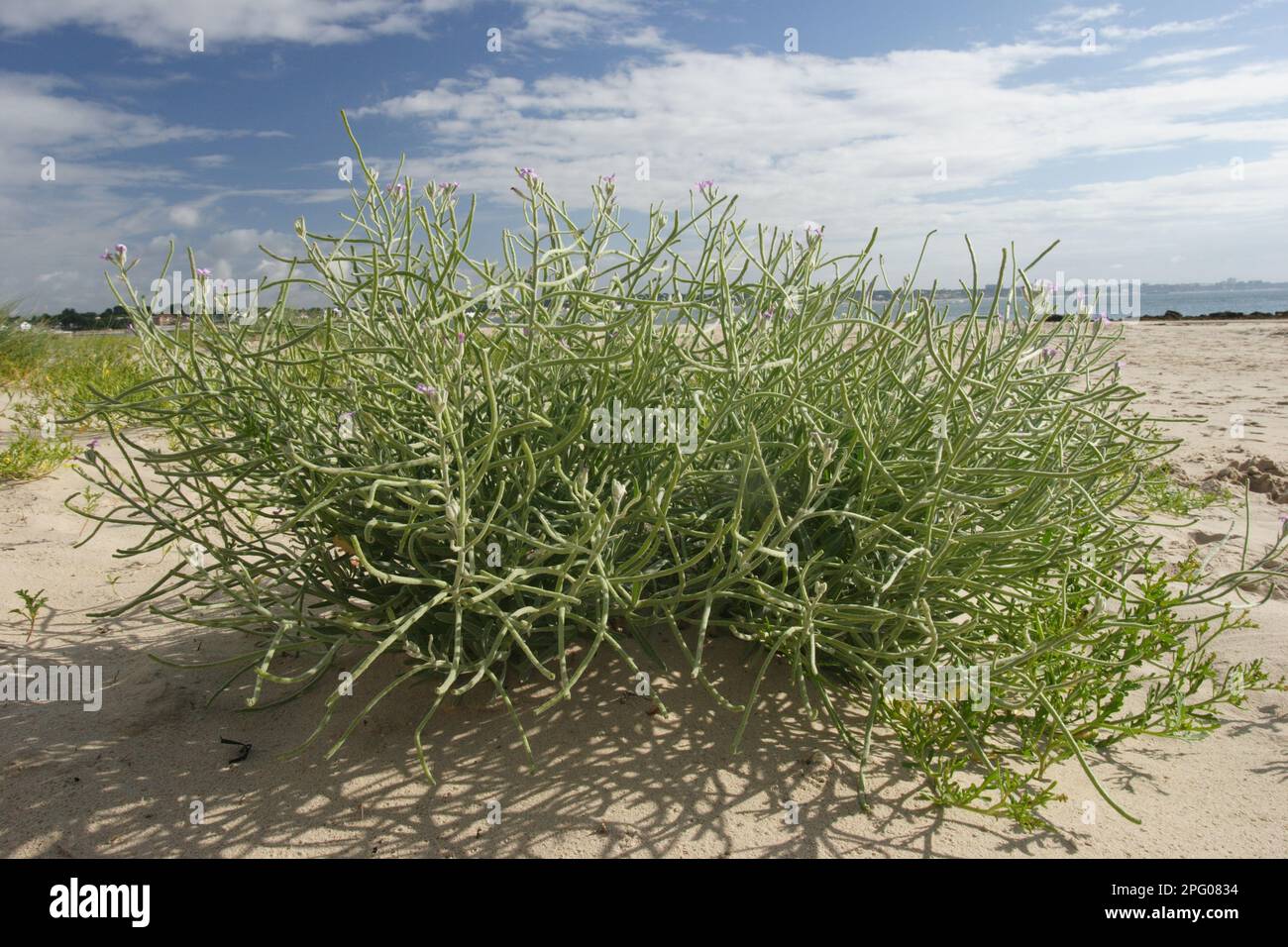 Seaweed (Matthiola sinuata) growing on a sandy beach, Studland, Isle of Purbeck, Dorset, England, United Kingdom Stock Photo