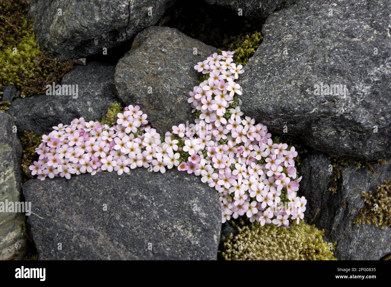 Alpine Rock-jasmine (Androsace alpina) flowering, cushion alpine growing amongst rocks at high altitude, Swiss Alps, Switzerland Stock Photo