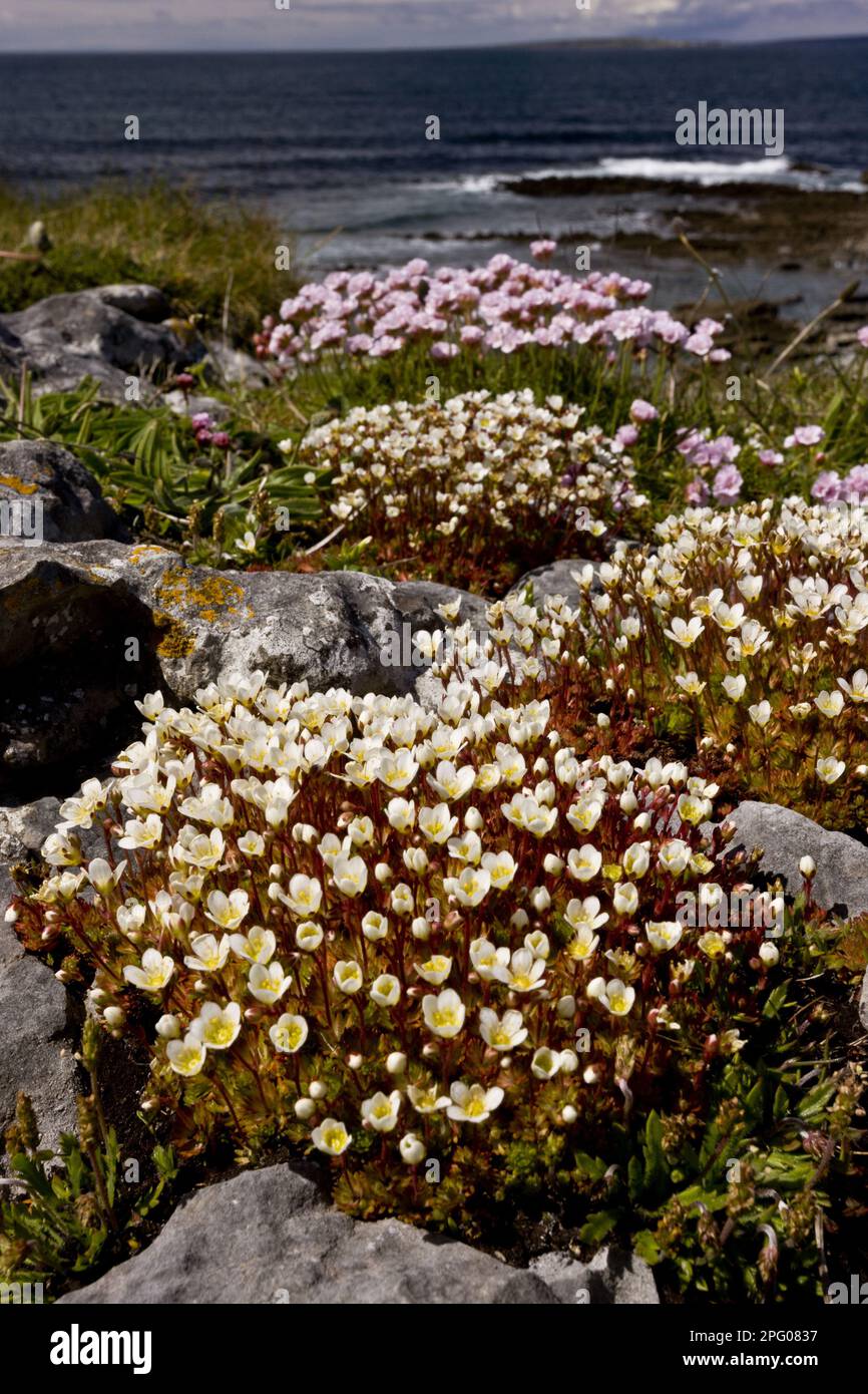 Irish Saxifrage (Saxifraga rosacea) and Thrift (Armeria maritima) flowering, growing on coastal limestone pavement habitat, Poulsallagh, The Burren Stock Photo