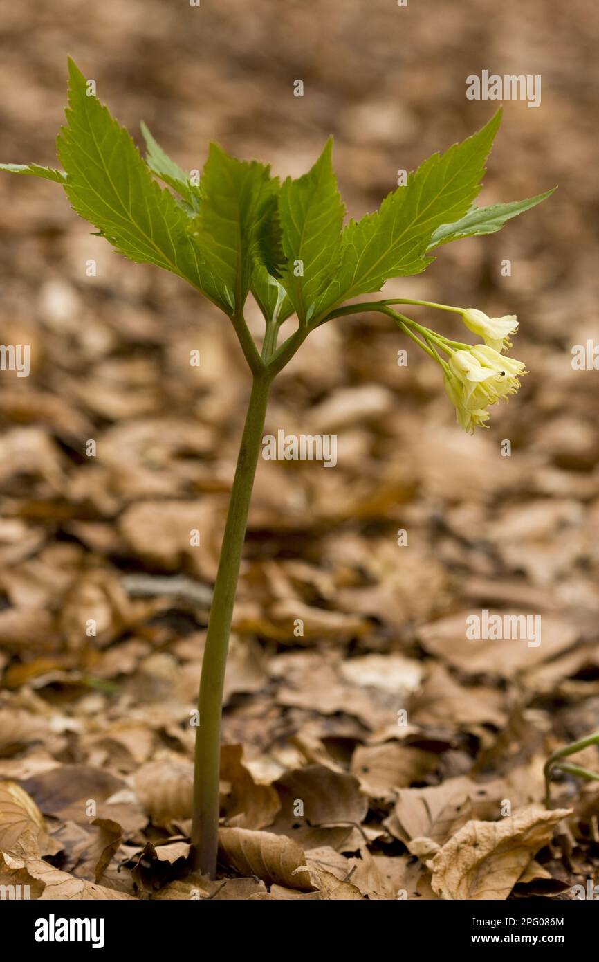 Drooping bittercress (Cardamine enneaphyllos) (Dentaria enneaphyllos), White Toothwort, Cruciferous, Drooping Bittercress flowering, in beech Stock Photo