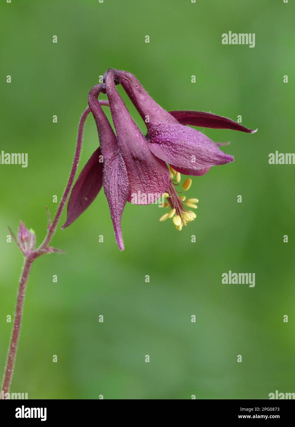 Dark dark columbine (Aquilegia atrata) close-up of flower, Dolomites, Italian Alps, Italy Stock Photo