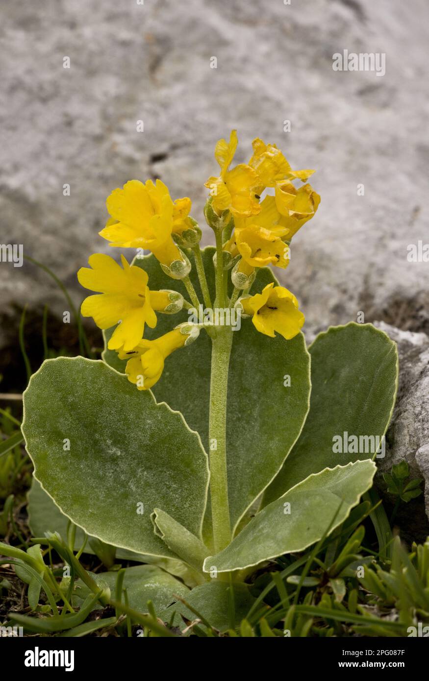 Auricula (Primula auricula) flowers, growing on limestone, Julian Alps, Slovenia Stock Photo