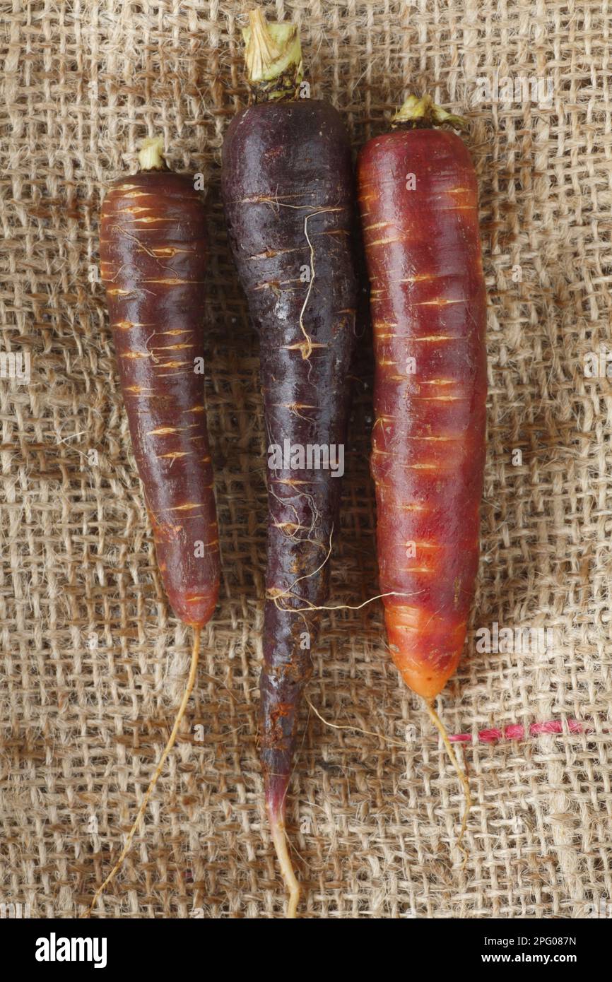 Carrot (Daucus carota sativus) varieties 'Purple Haze' and 'Spanish