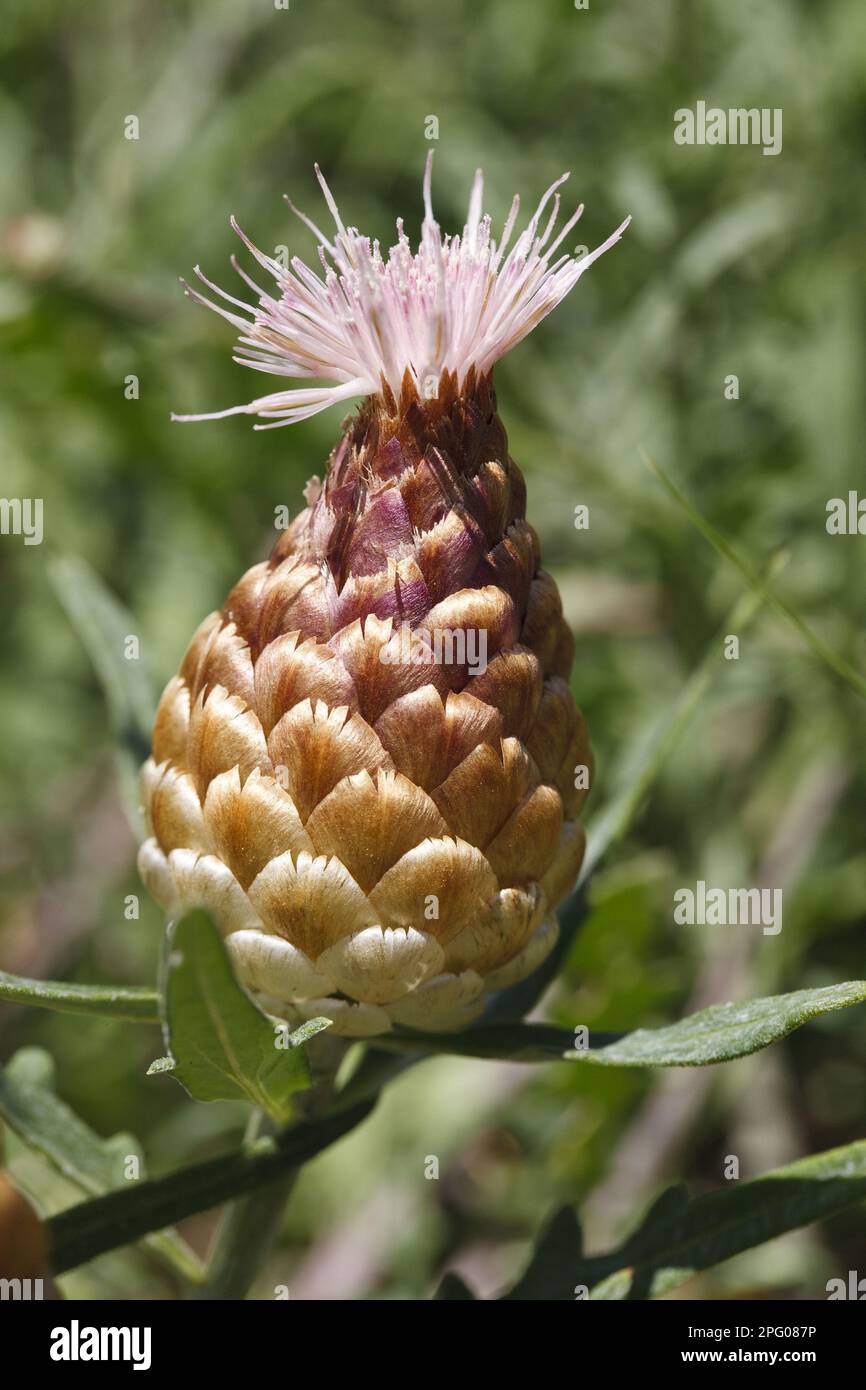 Leuzea (Leuzea conifera) close-up of flower head, Chaine des Alpilles, Bouches-du-Rhone, Provence, France Stock Photo