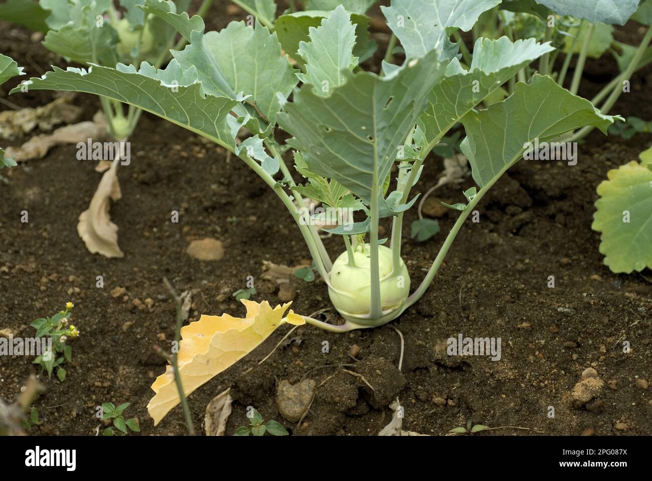 Ornamental cabbage (Brassica oleracea var. acephala), crop, mature stem